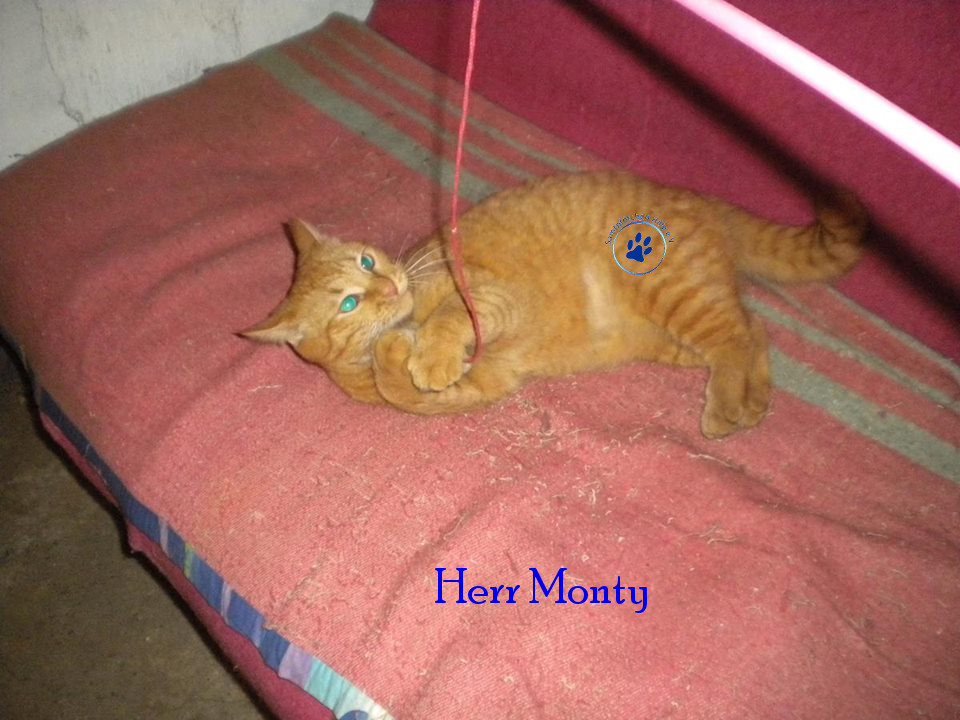 Soja/Katzen/Herr Monty/Herr Monty22mN.jpg